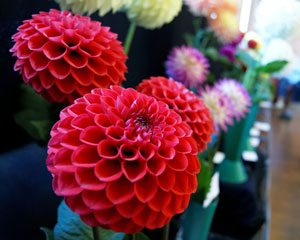Dahlias-2_300x240 Broadwey, Upwey & District Horticultural Society Summer Show Dahlias