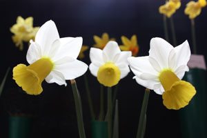 Broadwey, Upwey & District Horticultural Society Spring Show Daffodils Broadwey, Upwey & District Horticultural Society Spring Show Daffodils