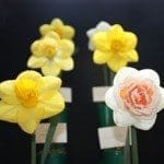 Broadwey, Upwey & District Horticultural Society Spring Show Daffodils