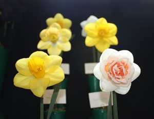 Broadwey, Upwey & District Horticultural Society Spring Show Daffodils Broadwey, Upwey & District Horticultural Society Spring Show Daffodils