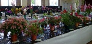 summer show2015 005